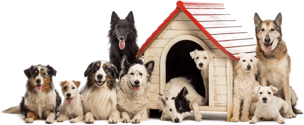 A group of dogs sitting in front of a dog house.