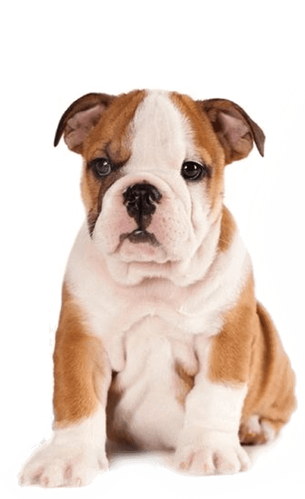 A brown and white puppy sitting on top of a green surface.