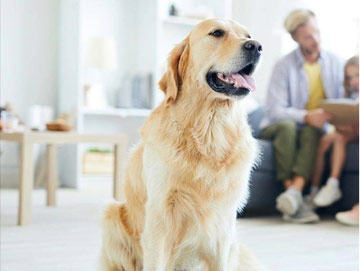 A dog sitting on the floor in front of two people.