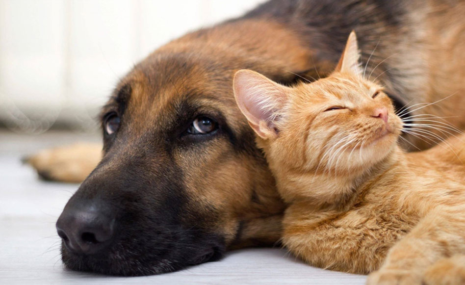 A dog and cat laying next to each other.