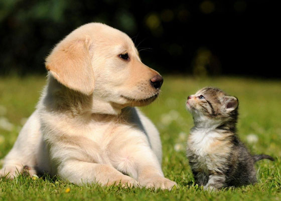 A cat and dog sitting in the grass.